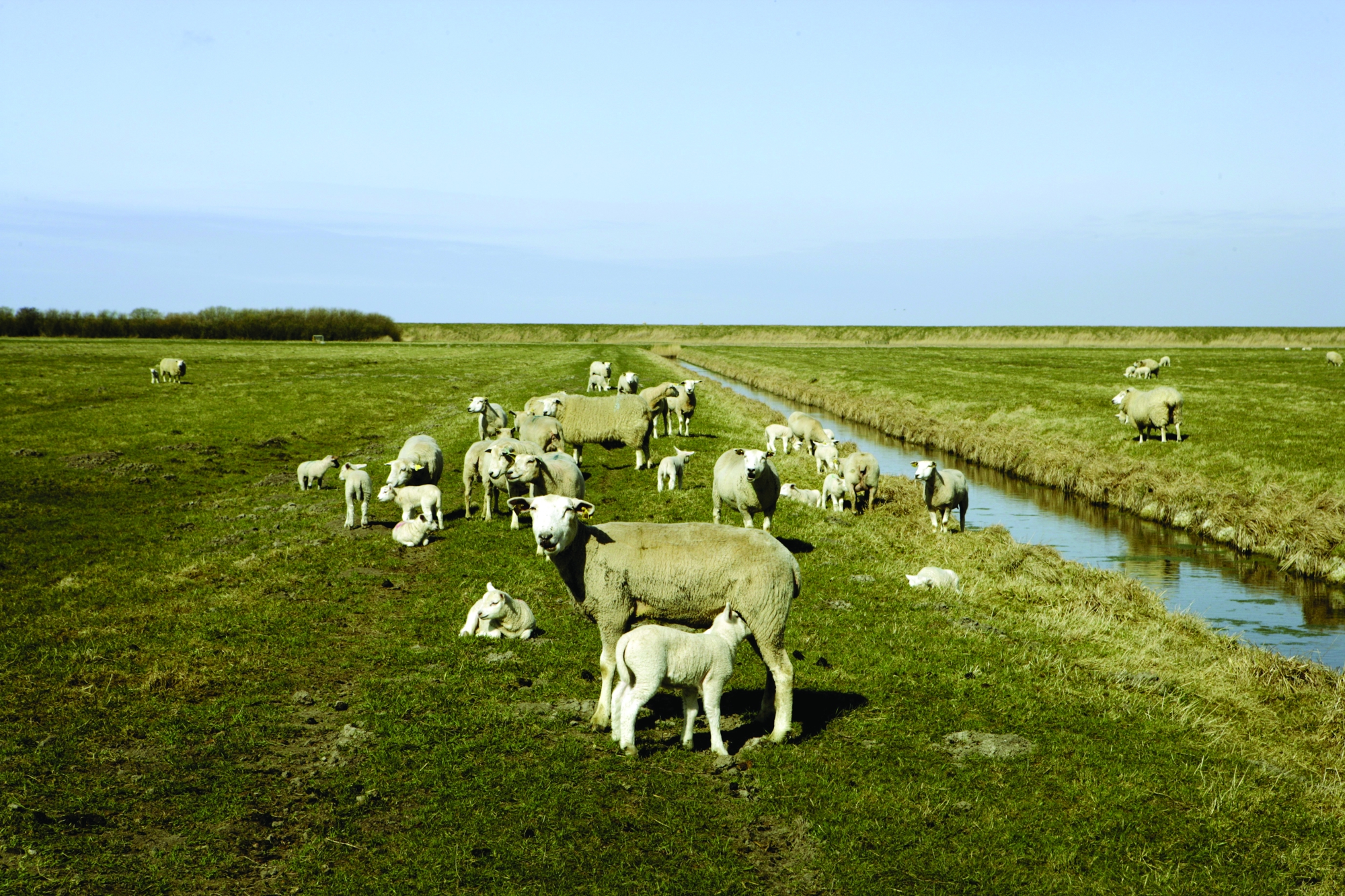 Marsklandskab Original 1 1 1