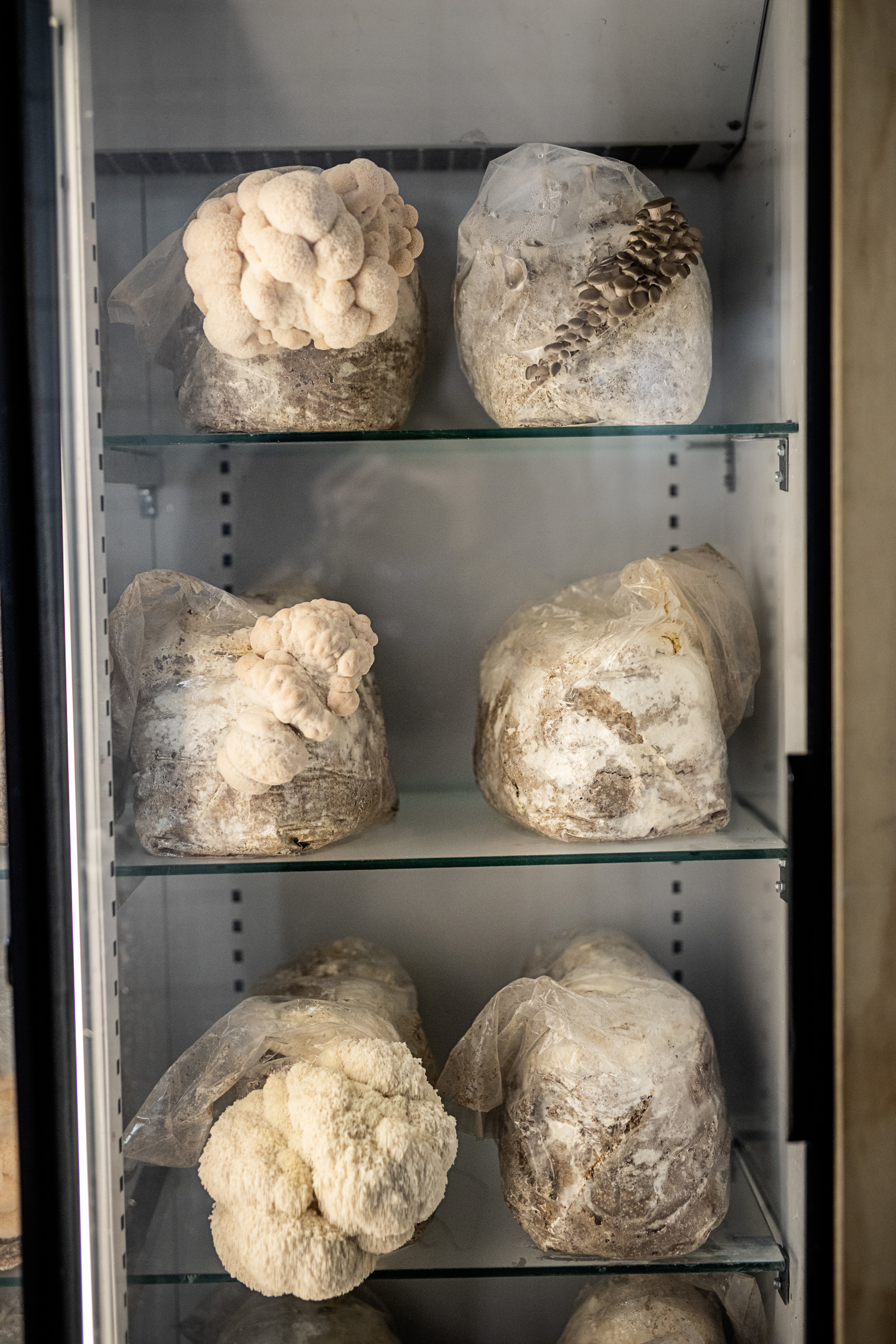 Svampe der gror i et skab